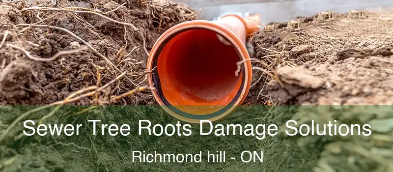  Sewer Tree Roots Damage Solutions Richmond hill - ON